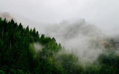 Les forêts