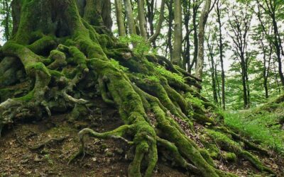 Restaurer la nature : la Coordination Libre Évolution publie son cahier d’acteurs