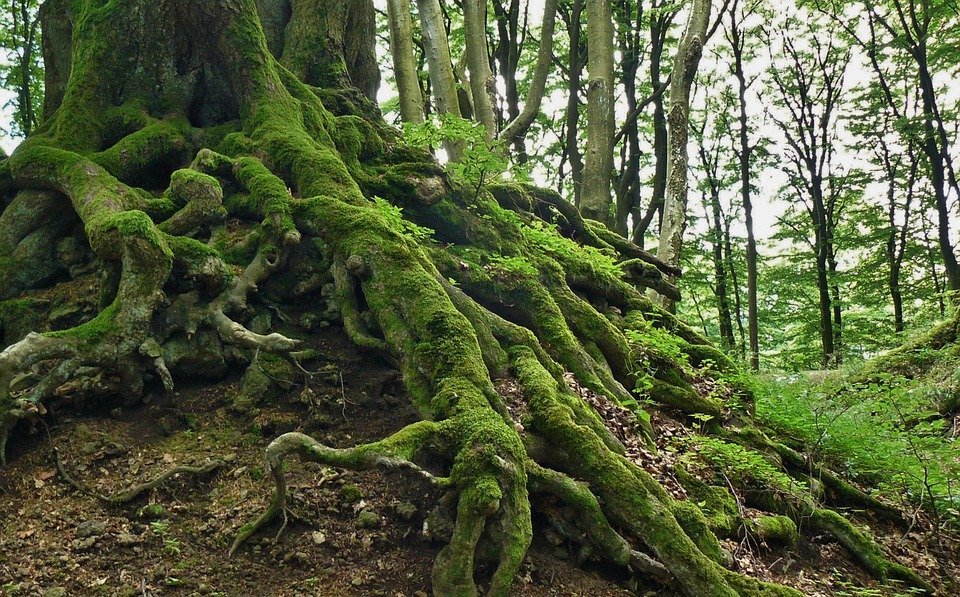 Restaurer la nature : la Coordination Libre Évolution publie son cahier d’acteurs