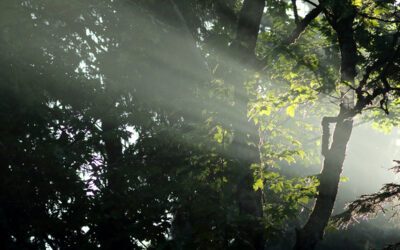 Mégafeux : la forêt en libre évolution, une solution