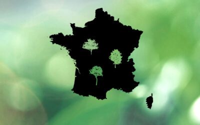 3% des forêts françaises ne sont plus exploitées depuis au moins 50 ans (Sources : Thompson et al 2021 et INRAE)