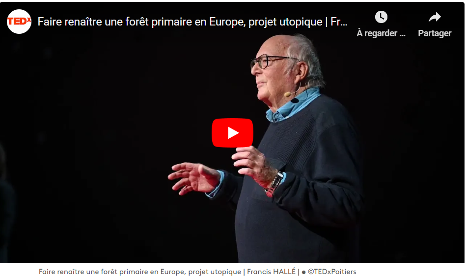 Association Francis Hallé : pour faire renaître une forêt primaire de 70 000 ha dans le Grand Est