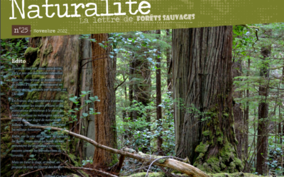 Le n°25 de Naturalité, la lettre de Forêts Sauvages dédiée à la libre évolution est parue !