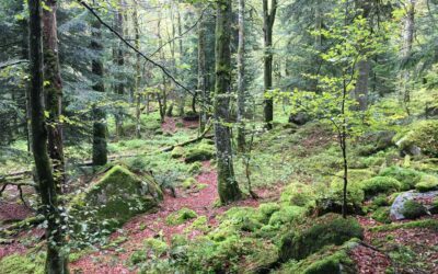 Créer une aire protégée sur son terrain