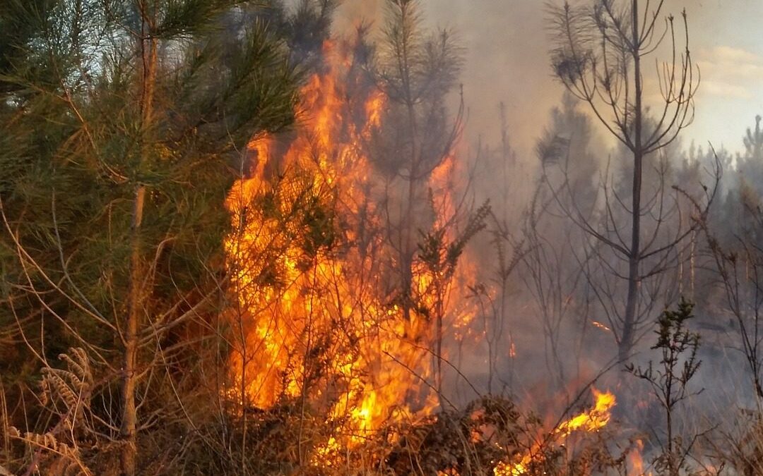 Libre évolution et incendies : avantage ou inconvénient ?