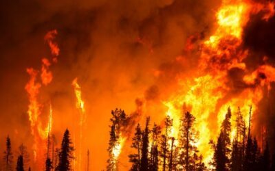 La prévention des incendies doit-elle remettre en cause la libre évolution des forêts ?