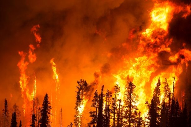 La prévention des incendies doit-elle remettre en cause la libre évolution des forêts ?