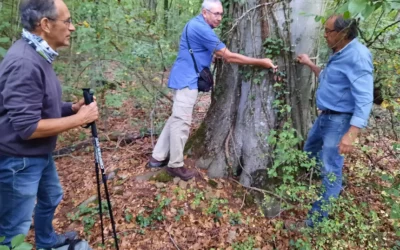 L’arbre a-t-il besoin de la main de l’humain ?