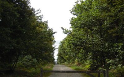 Nouvelle Réserve Biologique Intégrale en Bretagne : la Forêt de la Corbière