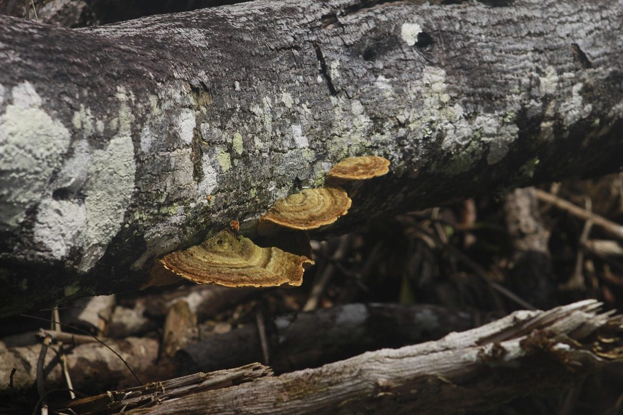 tree-6975353_1280