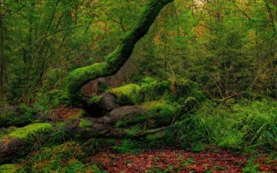Le bois mort : un trésor essentiel pour la résilience de nos forêts wallonnes