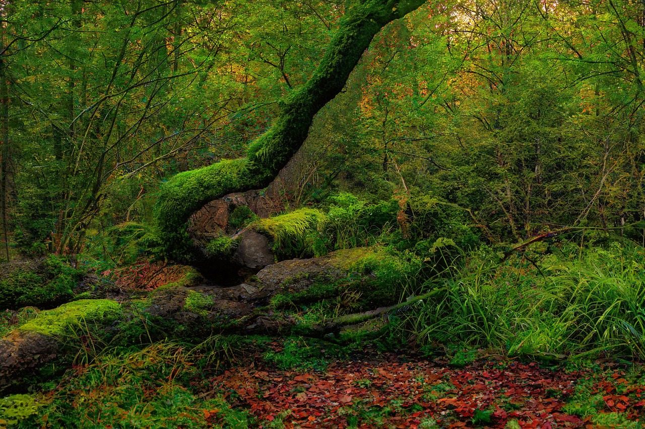 woodland-8479979_1280 bois mort