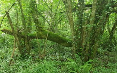 “Et si protéger la nature consistait surtout à arrêter de la gérer ?” 7 idées qui bousculent notre vision de l’écologie