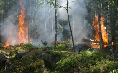 Le paradoxe des forêts sauvages : pourquoi « ne rien faire » pourrait les sauver des flammes